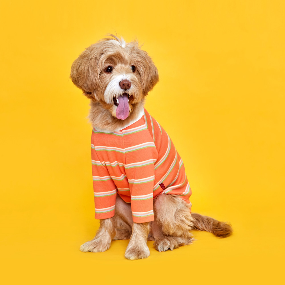 플로트 후르츠 티셔츠 자몽오렌지 강아지옷