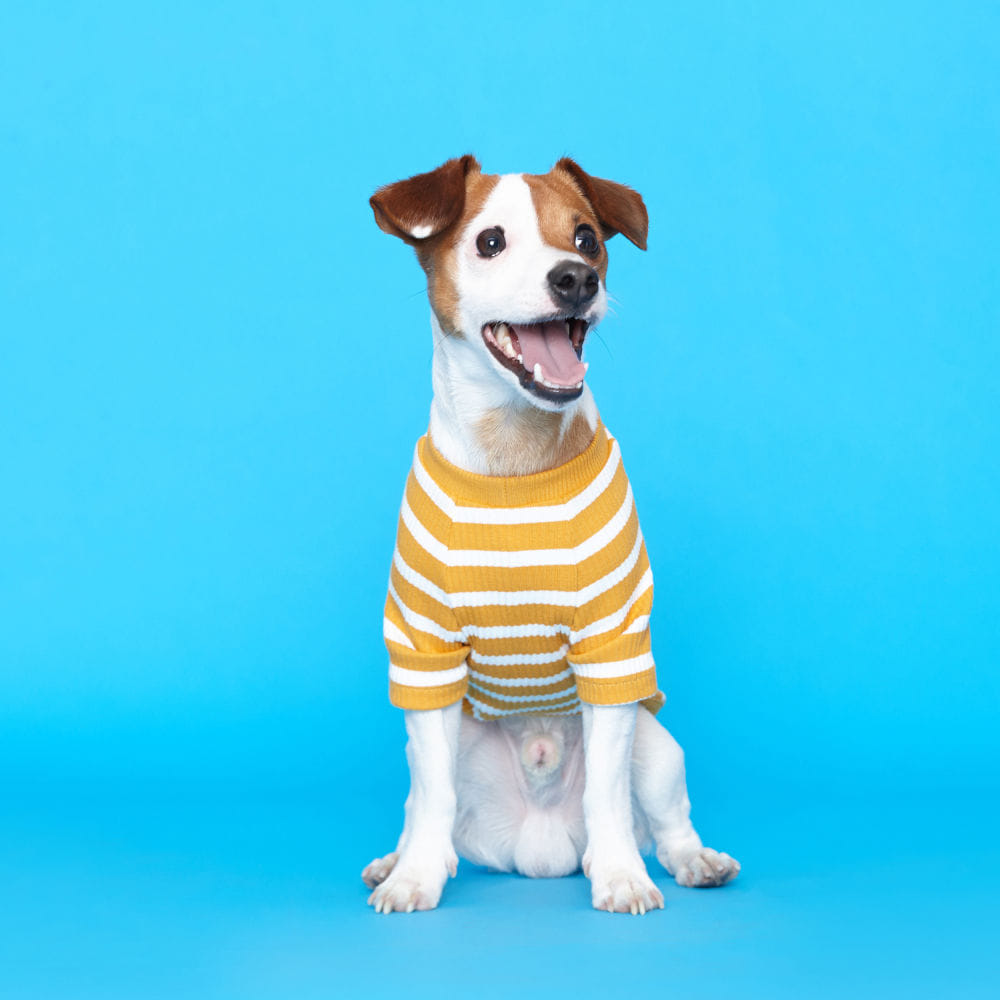 플로트 스탠다드 골지티셔츠 옐로우 강아지용품