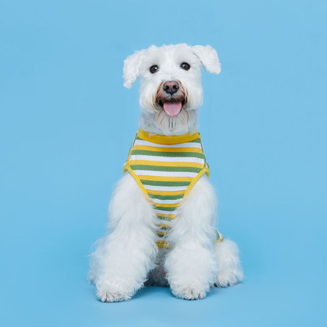플로트 프레쉬민소매티셔츠 강아지옷 옐로우그린