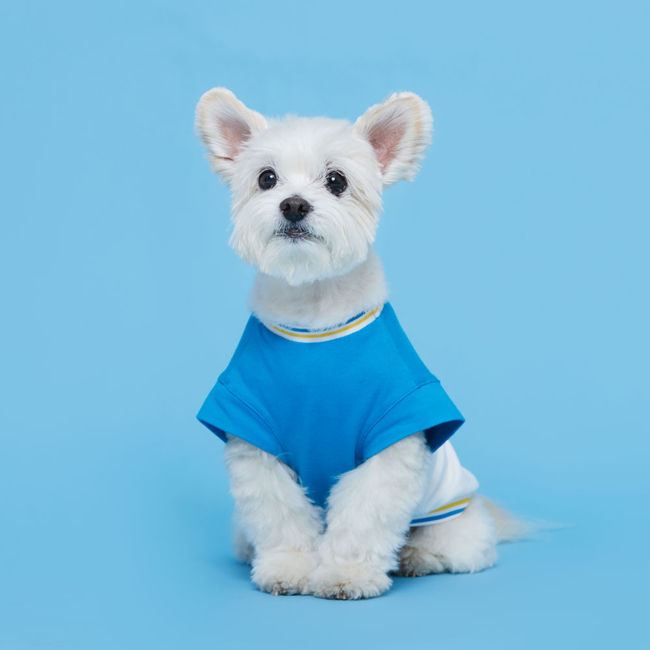 플로트 블록민소매티셔츠 강아지옷 블루