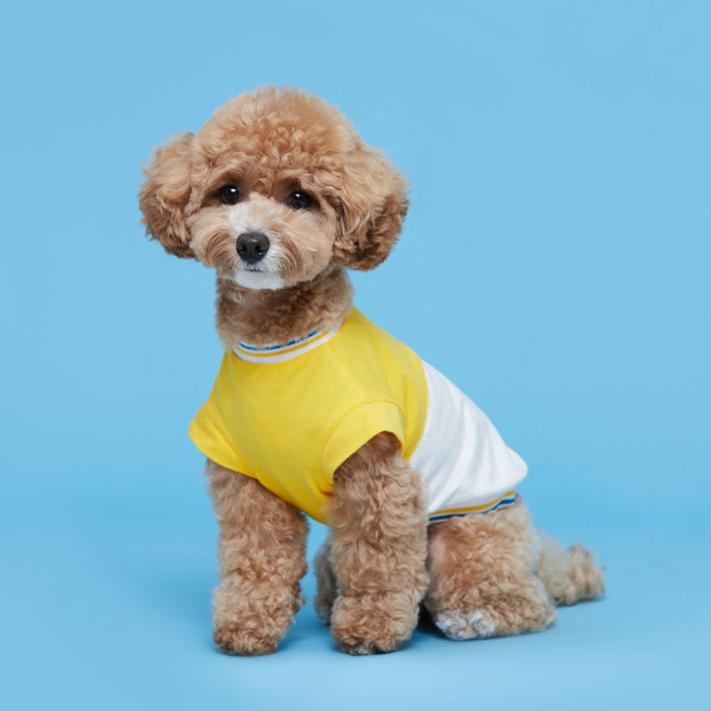 플로트 블록민소매티셔츠 강아지옷 옐로우
