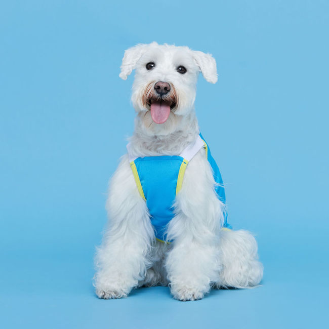 플로트 쿨메쉬썸머나시 강아지옷 블루