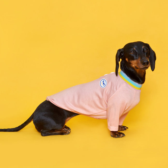 플로트 레인보우코지 티셔츠 피치 강아지옷