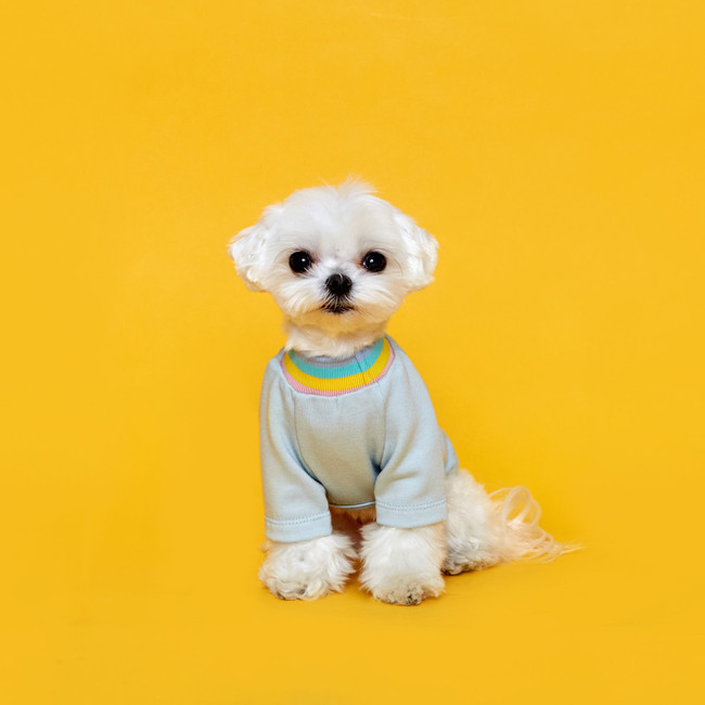 플로트 레인보우코지 티셔츠 스카이민트 강아지옷